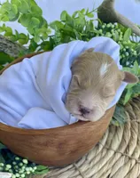 F1bb Mini Dexter, a male Goldendoodle and Miniature Goldendoodle for sale in Bloomfield, MO – 5 of 7