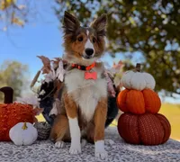 Sammy, a male Shetland Sheepdog for sale in Bloomfield, MO – Photo 3 of 10