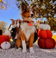Sammy, a male Shetland Sheepdog for sale in Bloomfield, MO – Photo 1 of 10