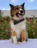 Sammy, a male Shetland Sheepdog for sale in Bloomfield, MO – Photo 4 of 10