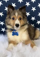 Sammy, a male Shetland Sheepdog for sale in Bloomfield, MO – Photo 8 of 10