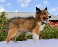Sammy, a male Shetland Sheepdog for sale in Bloomfield, MO – Photo 6 of 10