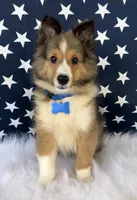 Sammy, a male Shetland Sheepdog for sale in Bloomfield, MO – Photo 10 of 10