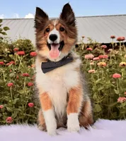 Sammy, a male Shetland Sheepdog for sale in Bloomfield, MO – Photo 2 of 10