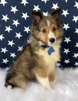 Sammy, a male Shetland Sheepdog for sale in Bloomfield, MO – Photo 9 of 10
