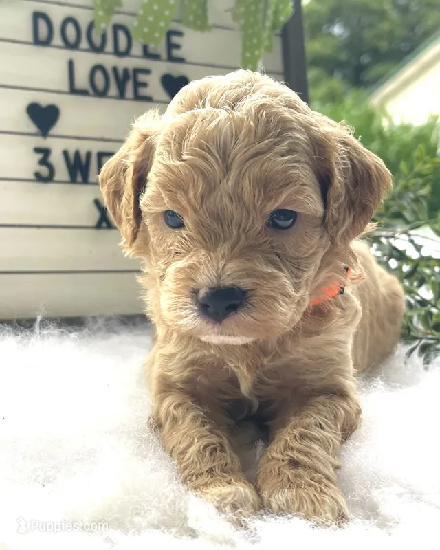 F1bb Mini Dexter – Goldendoodle, Miniature Goldendoodle puppy for sale in Bloomfield, MO