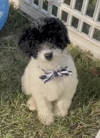 Jet (videos), a male Miniature Aussiedoodle for sale in Bloomfield, MO – 6 of 10