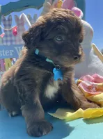 Reed, a male Miniature Aussiedoodle for sale in Bloomfield, MO – Photo 5 of 5
