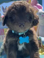 Reed, a male Miniature Aussiedoodle for sale in Bloomfield, MO – Photo 3 of 5