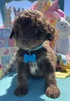 Reed, a male Miniature Aussiedoodle for sale in Bloomfield, MO – Photo 4 of 5