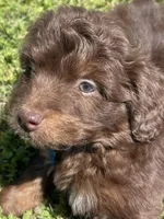 Reed, a male Miniature Aussiedoodle for sale in Bloomfield, MO – Photo 1 of 5