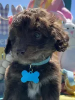 Reed, a male Miniature Aussiedoodle for sale in Bloomfield, MO – Photo 2 of 5