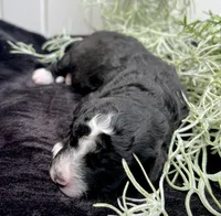 Trace , a male Miniature Aussiedoodle for sale in Bloomfield, MO – 4 of 5