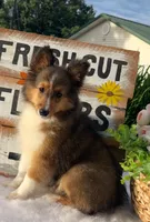Dolly (Video) Tiny, a female Shetland Sheepdog for sale in Bloomfield, MO – 5 of 10