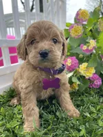 Ginger, a female Miniature Goldendoodle for sale in Bloomfield, MO – Photo 2 of 10