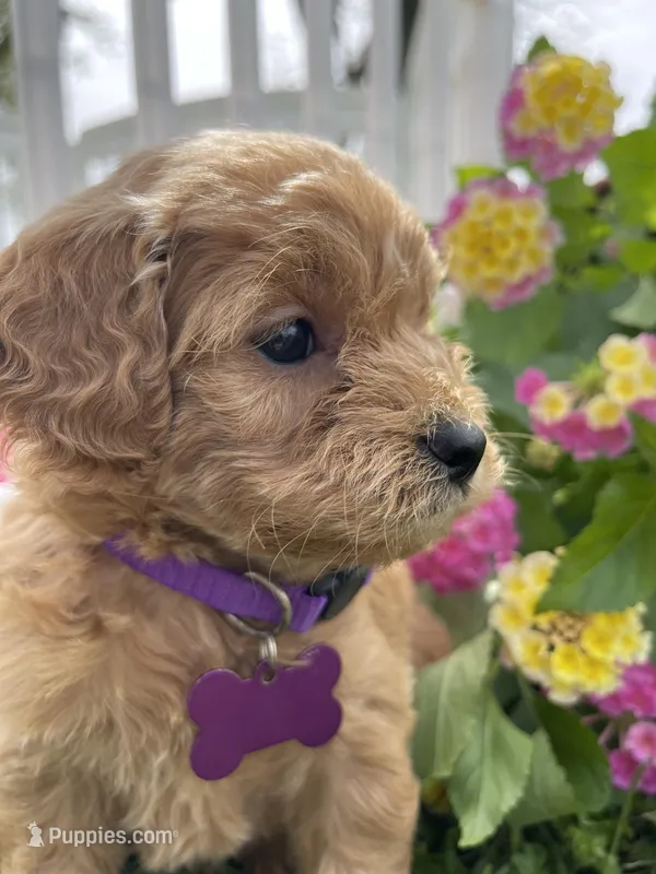 Ginger, a female Miniature Goldendoodle for sale in Bloomfield, MO – Photo 1 of 10