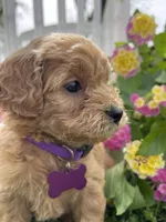 Ginger, a female Miniature Goldendoodle for sale in Bloomfield, MO – Photo 1 of 10