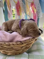 Ginger, a female Miniature Goldendoodle for sale in Bloomfield, MO – Photo 8 of 10