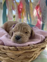 Ginger, a female Miniature Goldendoodle for sale in Bloomfield, MO – Photo 7 of 10