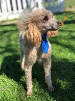 Ginger, a female Miniature Goldendoodle for sale in Bloomfield, MO – Photo 10 of 10