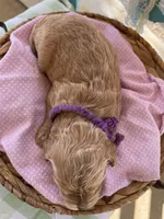 Ginger, a female Miniature Goldendoodle for sale in Bloomfield, MO – Photo 6 of 10