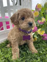 Ginger, a female Miniature Goldendoodle for sale in Bloomfield, MO – Photo 4 of 10