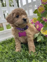 Ginger, a female Miniature Goldendoodle for sale in Bloomfield, MO – Photo 3 of 10