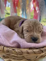 Ginger, a female Miniature Goldendoodle for sale in Bloomfield, MO – Photo 5 of 10