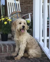 Ginger, a female Miniature Goldendoodle for sale in Bloomfield, MO – Photo 9 of 10