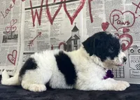 Tulsa (videos) , a female Miniature Aussiedoodle for sale in Bloomfield, MO – 8 of 10