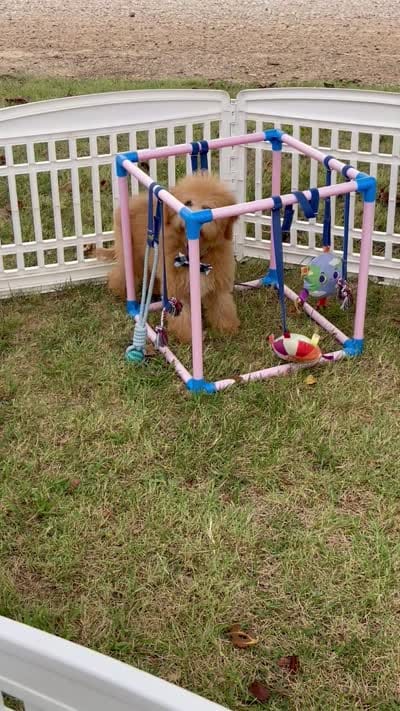 F1bb Mini Trey Video , a male Goldendoodle and Miniature Goldendoodle for sale in Bloomfield, MO – 5 of 10