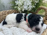 Ansley, a female Miniature Aussiedoodle for sale in Bloomfield, MO – 2 of 4