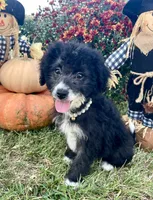Onyx (Videos) , a female Miniature Aussiedoodle for sale in Bloomfield, MO – 3 of 10