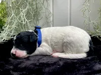 Jet, a male Miniature Aussiedoodle for sale in Bloomfield, MO – 3 of 6
