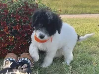 Jet (videos), a male Miniature Aussiedoodle for sale in Bloomfield, MO – 5 of 10