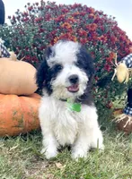Jasper Videos, a male Miniature Aussiedoodle for sale in Bloomfield, MO – 6 of 10