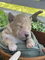 F1bb Mini Oliver , a male Goldendoodle and Miniature Goldendoodle for sale in Bloomfield, MO – 6 of 6