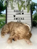 F1bb Mini Carter, a male Goldendoodle and Miniature Goldendoodle for sale in Bloomfield, MO – 6 of 10