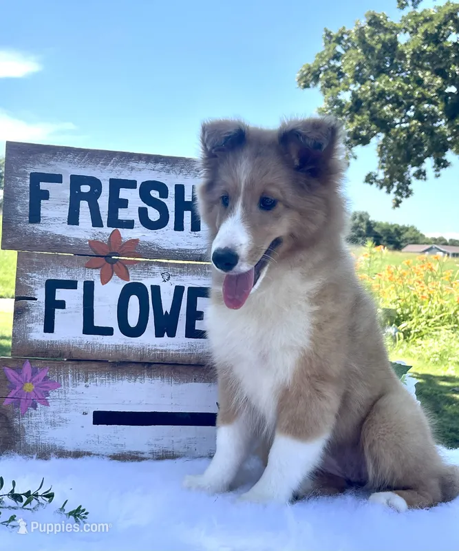 Rosie  – Shetland Sheepdog puppy for sale in Bloomfield, MO