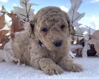 Preston, a male Goldendoodle for sale in Bloomfield, MO – Photo 4 of 4