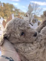 Preston, a male Goldendoodle for sale in Bloomfield, MO – Photo 3 of 4