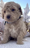 Preston, a male Goldendoodle for sale in Bloomfield, MO – Photo 2 of 4