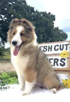 Allie, a female Shetland Sheepdog for sale in Bloomfield, MO – 3 of 9