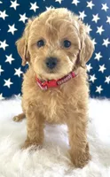 F1bb Mini Carter, a male Goldendoodle and Miniature Goldendoodle for sale in Bloomfield, MO – 4 of 10