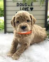 F1bb Mini Dexter, a male Goldendoodle and Miniature Goldendoodle for sale in Bloomfield, MO – 7 of 10