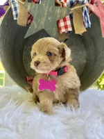 Mini Macie, a female Miniature Aussiedoodle for sale in Bloomfield, MO – Photo 2 of 7