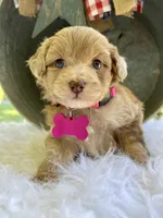 Mini Macie, a female Miniature Aussiedoodle for sale in Bloomfield, MO – Photo 1 of 7