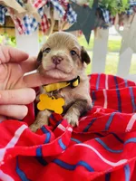 Mini Macie, a female Miniature Aussiedoodle for sale in Bloomfield, MO – Photo 3 of 7
