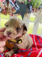 Mini Macie, a female Miniature Aussiedoodle for sale in Bloomfield, MO – Photo 5 of 7