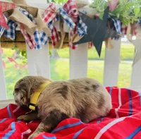 Mini Macie, a female Miniature Aussiedoodle for sale in Bloomfield, MO – Photo 4 of 7